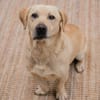 ARON -  Mini-Labrador & Traumhund sucht seine eigene Familie