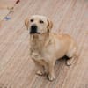 ARON -  Mini-Labrador & Traumhund sucht seine eigene Familie