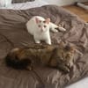 Zuhause gesucht für Lisi & Lucky
