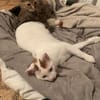 Zuhause gesucht für Lisi & Lucky