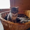 Anhänglicher Anubis sucht Zuhause