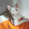 Alfy Schneeweißer Kater sucht gechillte Familie