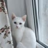 Alfy Schneeweißer Kater sucht gechillte Familie
