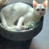 Alfy Schneeweißer Kater sucht gechillte Familie