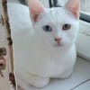 Alfy Schneeweißer Kater sucht gechillte Familie