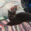 Coco sucht ihren Menschen