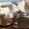Sonnenschein Mina sucht Zuhause