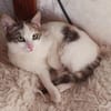 Sonnenschein Mina sucht Zuhause