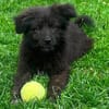 Kleine Shaggy sucht ihr Familie