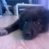 Kleine Shaggy sucht ihr Familie