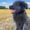 Kleine Shaggy sucht ihr Familie