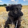 Kleine Shaggy sucht ihr Familie