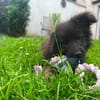 Kleine Shaggy sucht ihr Familie