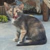 Zarte Lola sucht Familie