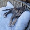 Zarte Lola sucht Familie
