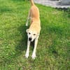 Vanilla sucht ihr Für-Immer-Zuhause