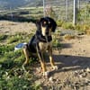 Liebe Soula sucht liebevolles Zuhause
