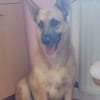 Schmuckstück AMBER sucht ein Zuhause