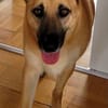 Schmuckstück AMBER sucht ein Zuhause