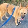 Schmuckstück AMBER sucht ein Zuhause