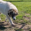 Ozora sucht schon so lange