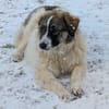 Ozora sucht schon so lange