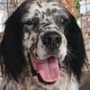 Wunderschöner Setter Alex