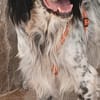 Wunderschöner Setter Alex