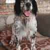 Wunderschöner Setter Alex