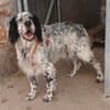 Wunderschöner Setter Alex