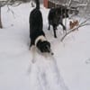Domino - wachsamer, anhänglicher Kumpel