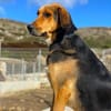 Entspannter Rocky sucht Zuhause