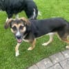 Prachtbusche Goofy sucht sein Zuhause