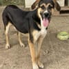 Prachtbusche Goofy sucht sein Zuhause