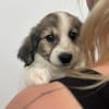 Elfie Mix Hündin 4 Monate alt in 41751