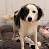 Elfie Mix Hündin 4 Monate alt in 41751