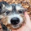 Sanfte Zana sucht ruhiges Zuhause