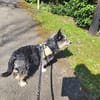 Sanfte Zana sucht ruhiges Zuhause