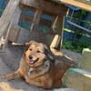 Abby sucht ihr Zuhause