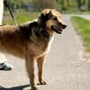Abby sucht ihr Zuhause