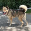 Sully wartet im Tierheim Sulzbach