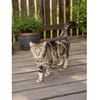 Zwei Kater - warten in 92342 Freystadt