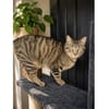 Zwei Kater - warten in 92342 Freystadt