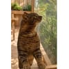 Zwei Kater - warten in 92342 Freystadt