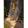 Zwei Kater - warten in 92342 Freystadt