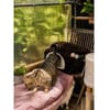 Zwei Kater - warten in 92342 Freystadt