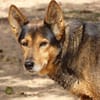 Laika - hofft auf ein warmes Körbchen