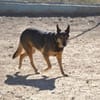 Laika - hofft auf ein warmes Körbchen
