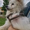 🐾 Vinni sucht eine Pflegestelle oder sein Zuhause