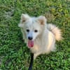 🐾 Vinni sucht eine Pflegestelle oder sein Zuhause